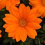 Seminte profesionale Gazania rigens - imagine 48970